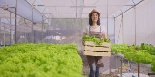 两个亚洲夫妇农民在蔬菜水培农场工作幸福。女人提着一盒新鲜蔬菜沙拉递给男人，然后走着把它储存在温室农场里。