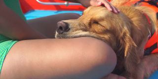 金毛猎犬海洋狗放松和睡在亚洲女孩的腿上，同时头部按摩