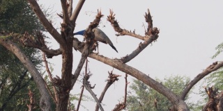 一只孔雀在树上吃树上的生芽