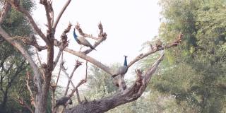 一群孔雀在树上玩耍