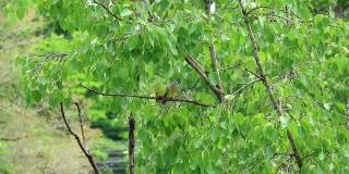 可爱的橙胸绿鸽子夫妇在雨后并肩栖息在菩提树上的镜头