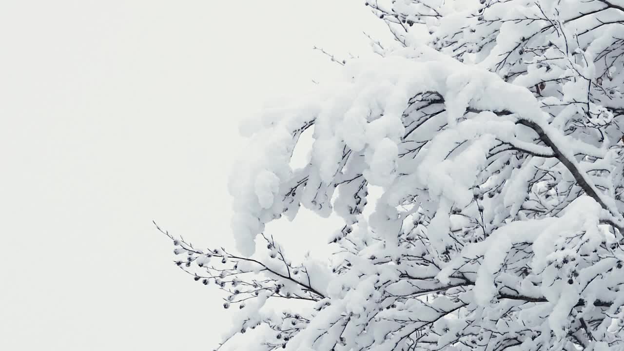 白雪覆盖的树木在冬日的大雪中被一阵阵的风吹着