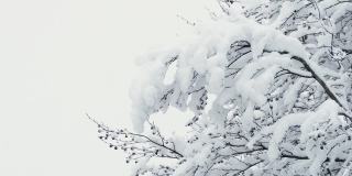 白雪覆盖的树木在冬日的大雪中被一阵阵的风吹着