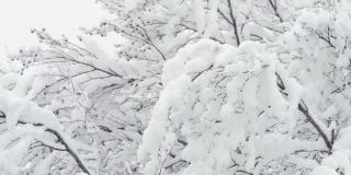 白雪覆盖的树木在冬日的大雪中被一阵阵的风吹着