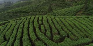 航拍女农民在春天的山上收获免费茶叶