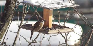 郊区，一只麻雀在喂食器里吃葵花籽。在寒冷的冬季喂养小型鸣禽