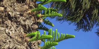 热带南洋杉树对着蓝天。近距离观察在塞浦路斯拉纳卡的绿色南洋杉枝