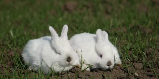 草丛里的两只白兔