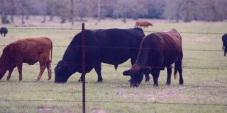 自由放养的肉牛，包括公牛、母牛和小牛，