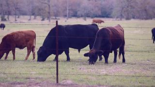 自由放养的肉牛，包括公牛、母牛和小牛，视频素材模板下载