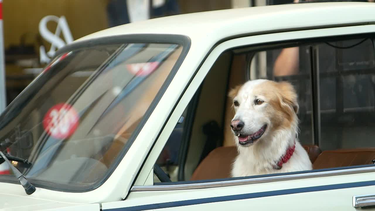 从车窗向外看的金毛猎犬