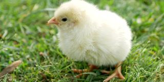 小鸡宝宝，草地上的小鸡，花园里的小鸡