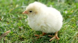 小鸡宝宝，草地上的小鸡，花园里的小鸡视频素材模板下载