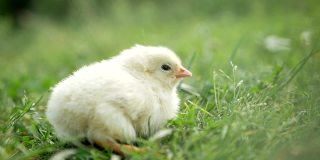 小鸡宝宝，草地上的小鸡，花园里的小鸡