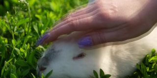 一个孩子的手抚摸着阳光下的小白兔，小白兔