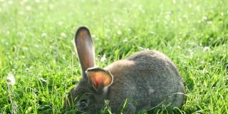 灰色的兔子在绿色的草地上，美丽可爱的兔子在绿色的夏季草地上。