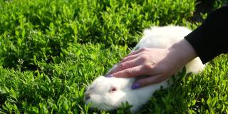一个孩子的手抚摸着阳光下的小白兔，小白兔