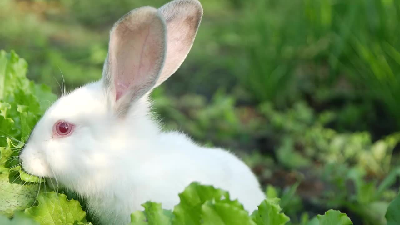 小白兔在绿草里，小白兔在吃草