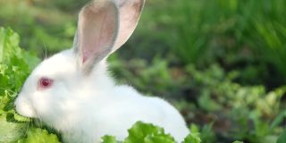 小白兔在绿草里，小白兔在吃草