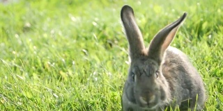 灰色的兔子在绿色的草地上，美丽可爱的兔子在绿色的夏季草地上。