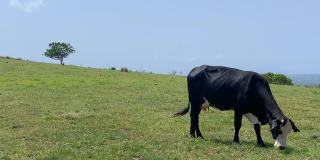牛在澳大利亚农村开阔的平原上吃草