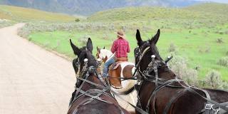 马车观点的马和在犹他州牛仔的后视镜