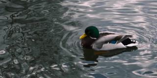 野生动物。特写一只公鸭，一只公野鸭潜水在湖上的水和摇动他的身体，拍打他的翅膀在一个池塘的水面上，慢镜头，4k