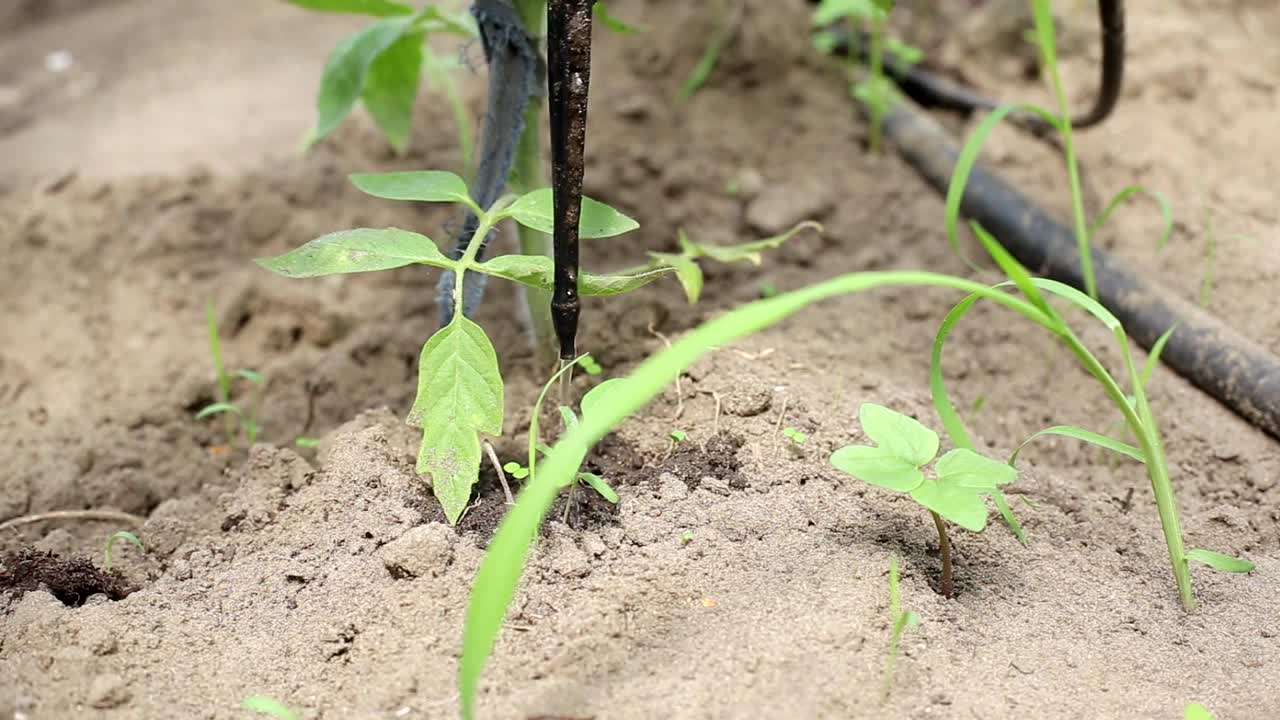 温室里的番茄是用滴灌灌溉的。现代灌溉系统用于农业和蔬菜栽培、工业
