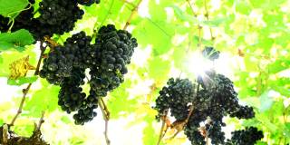 成熟的葡萄在秋天收获，用来酿制红酒。新鲜有机水果的葡萄园。