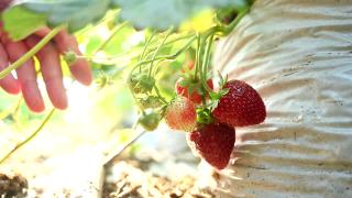 园丁在花园里摘草莓。农民在收获季节提供新鲜的有机水果。视频素材模板下载