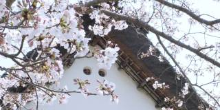 樱花和日本的老房子