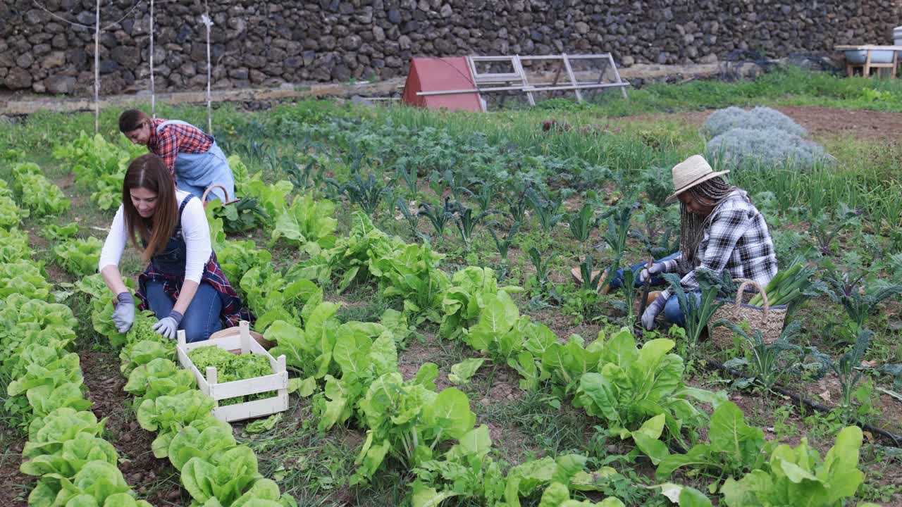 在收获季节采摘新鲜蔬菜的多种族妇女-在农场工作的成熟的农民