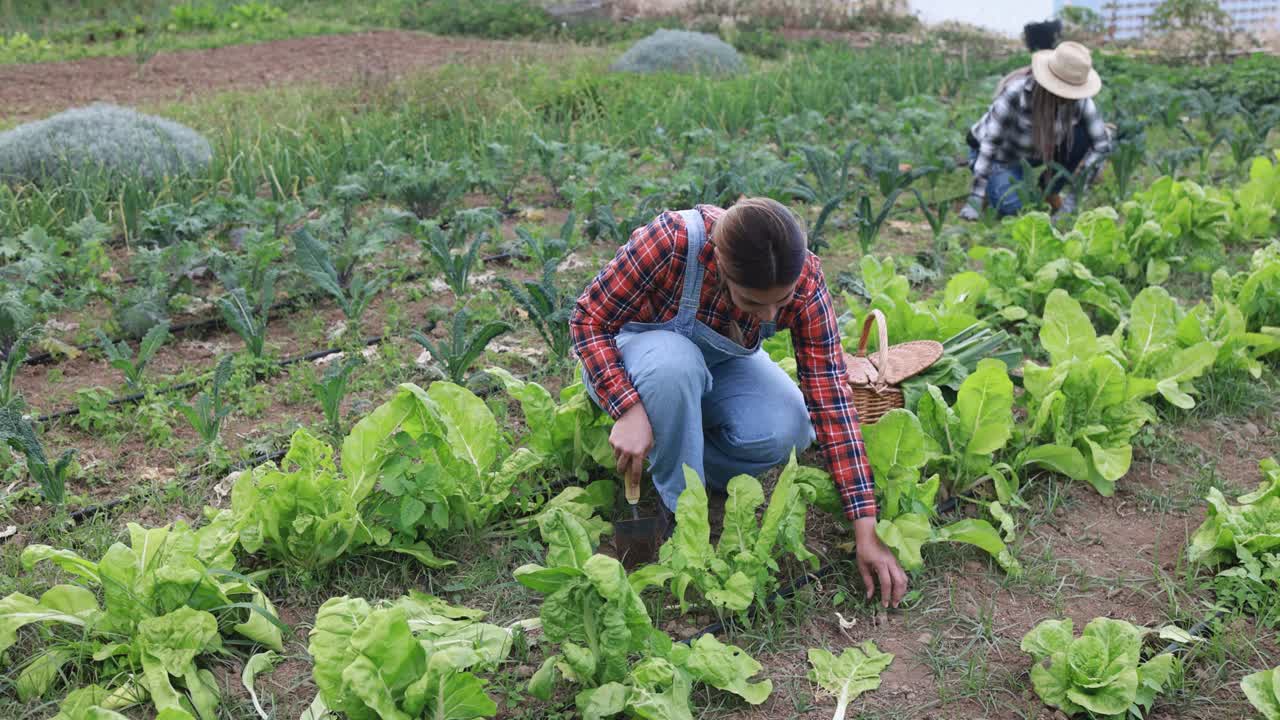 在收获季节采摘新鲜蔬菜的多种族妇女-在农场工作的成熟的农民