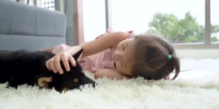 一个女孩在客厅里和一只黑色柴犬玩耍。日本狗和女孩在客厅里。