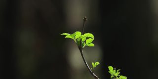 嫩绿的春树枝头的嫩芽在微风中缓缓移动，白天在森林里让人实时感受