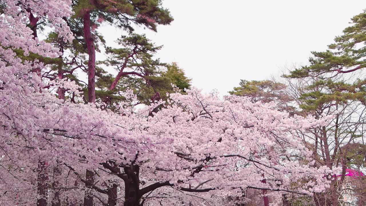 美丽的樱花在日本盛开