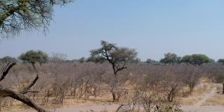 干燥的荆棘树景观葵河在遥远的博茨瓦纳北部