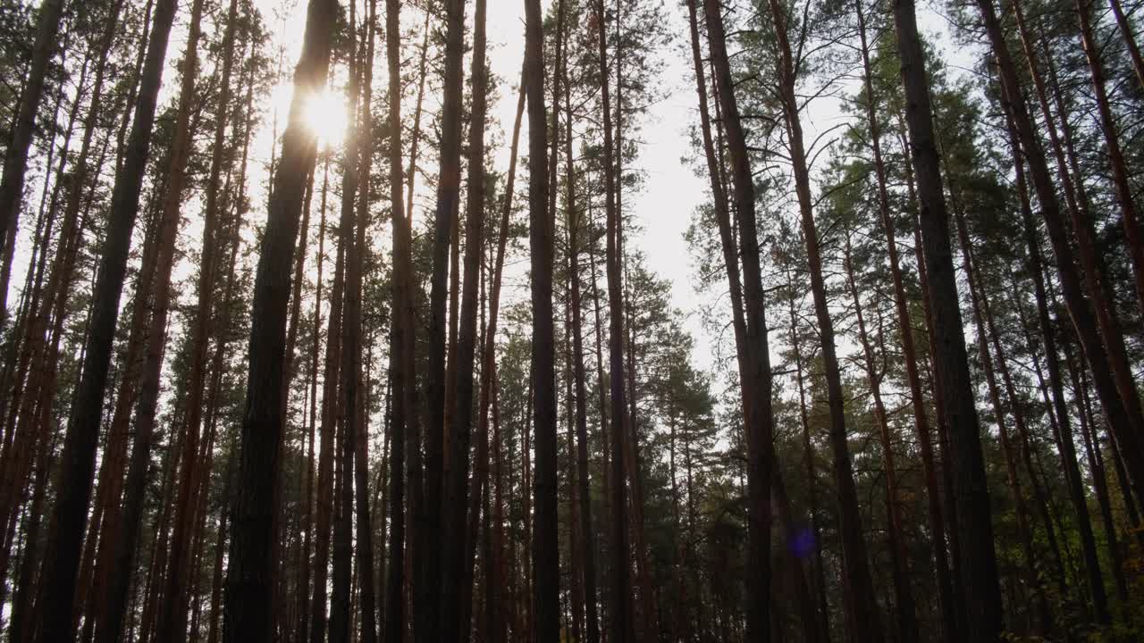 松木背景树木纹理自然公园