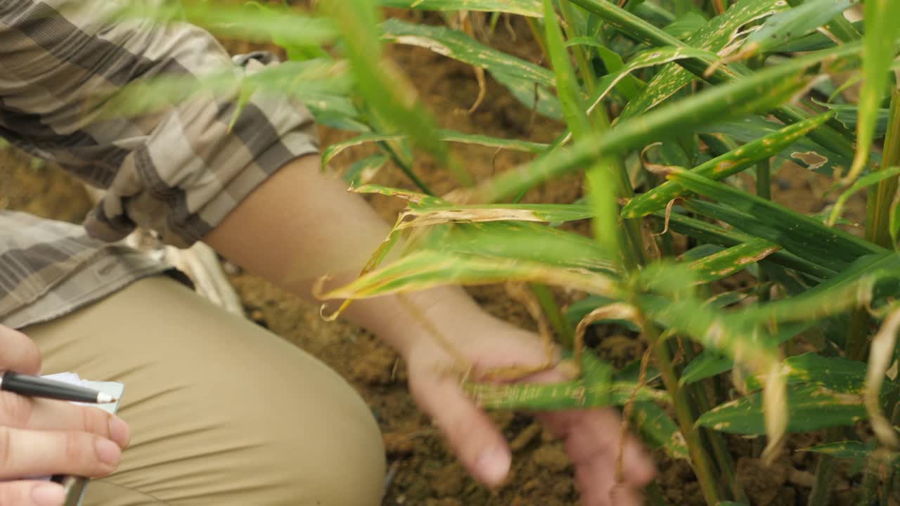 亚洲男性农民监督他的姜种植。有机农业