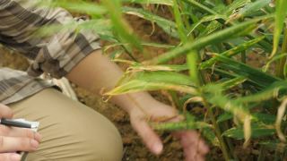 亚洲男性农民监督他的姜种植。有机农业视频素材模板下载