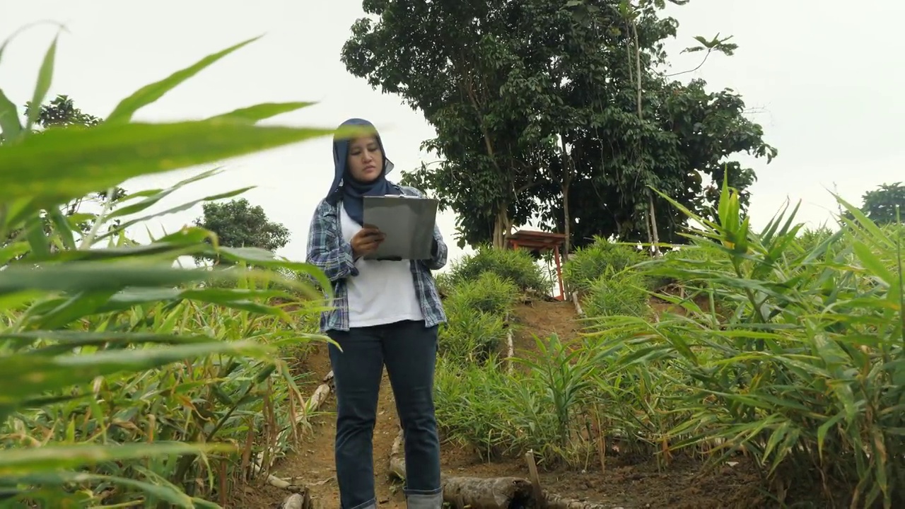 亚洲穆斯林女性农民监督她的生姜种植。有机农业