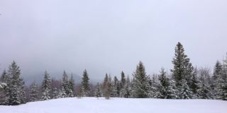 在雾蒙蒙的天气里，喀尔巴阡山脉上覆盖着白雪和杉树的小草地