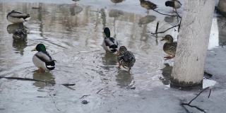 春天，鸭子在公园里融化的雪水坑里游泳。大自然在冬天过后苏醒