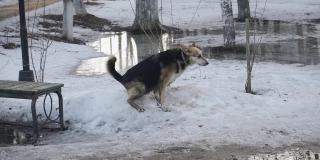 一只老狗在春天的公园里的雪地里拉屎。慢动作拍摄。多汁的时刻