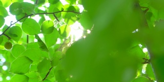 自然背景。阳光透过吹在树上的绿叶。模糊抽象的散景与太阳耀斑。阳光。夏日，美丽的绿色自然背景。公园4 K夏天的树叶