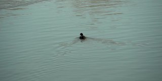 鸭子在水里游泳的特写，公鸭在湖里游泳的慢镜头