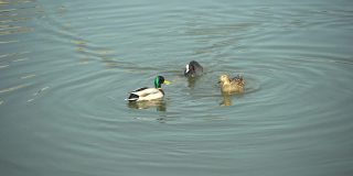野生水鸟地中海海鸥驱赶一只鸭子和公鸭，它们以扔到水中的一块面包为食