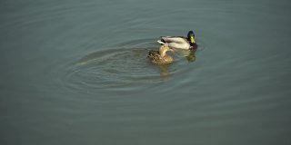 野生水鸟鸭和公鸭在水中啄食一块浸泡过的面包