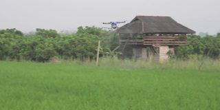 农业无人机在稻田中飞行和喷洒液体肥料或除草剂