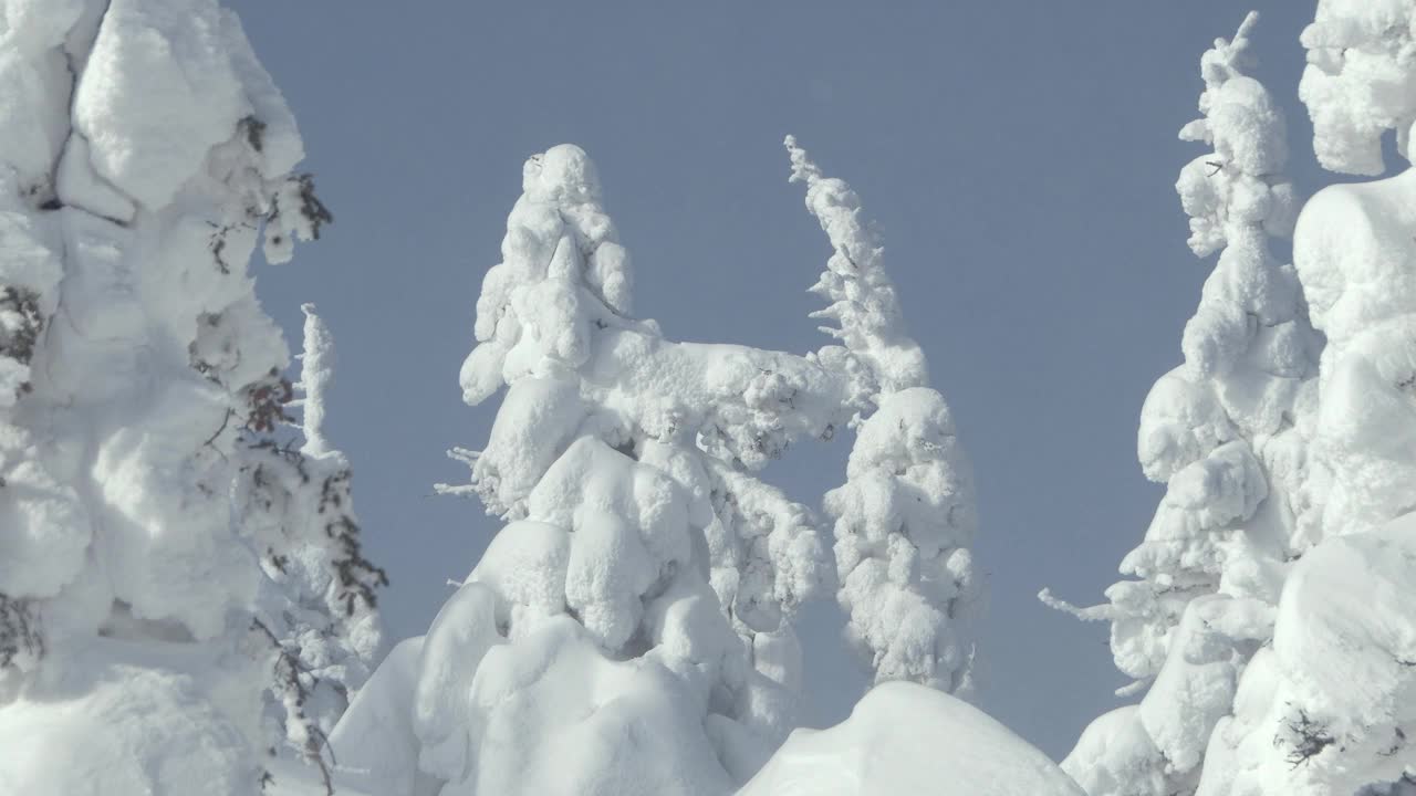 云杉的雪顶在蓝天下迎风摇摆